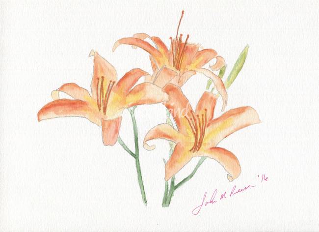 650x472 Botanical Tiger Lilies Watercolor Painting Reproductions For