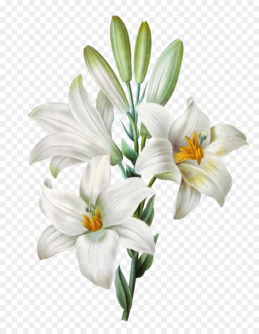 900x1160 Easter Lily Lilium Candidum Tiger Lily Watercolor Painting