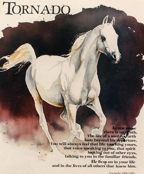 500x605 Watercolor Of Arabian Horse, Tornado For Arabian Horse World Magazine