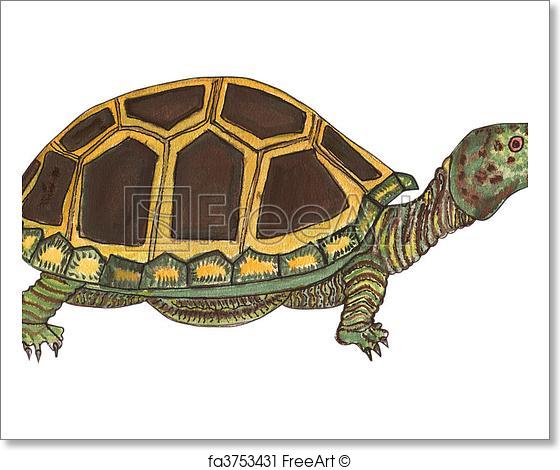 560x470 Free Art Print Of Tortoise In A Watercolor . This Is A Beautiful