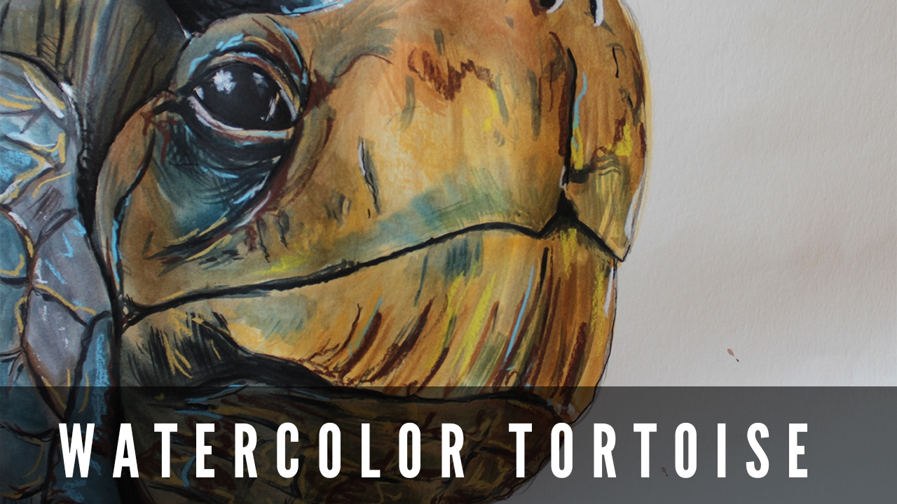 1280x720 Tortoise Watercolor