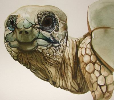 400x350 Tortoise Watercolor By Calcitrix Watercolor