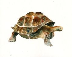 236x187 Tortoise Watercolor By Calcitrix Artwork (Frogs