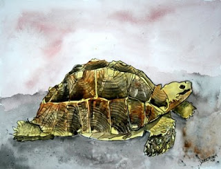 320x244 Watercolor Paintings
