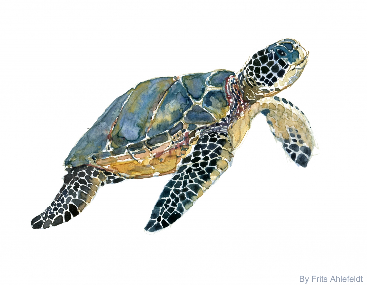 1250x970 Sea Turtle Watercolor 2 The Hiking Artist Project By Frits Ahlefeldt