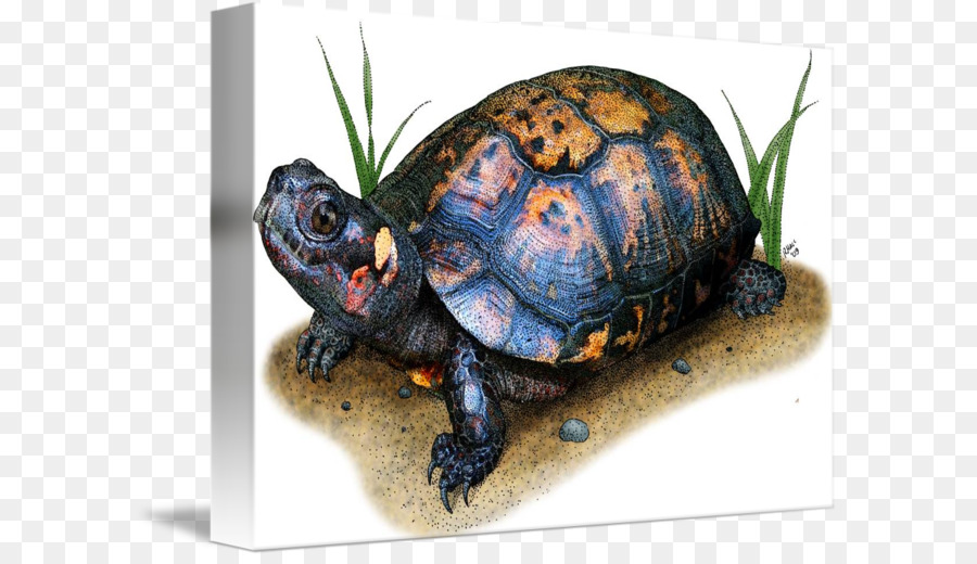 900x520 Box Turtles Bog Turtle Drawing