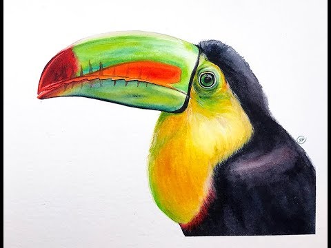 480x360 Toucan Bird In Watercolors Painting Demonstration