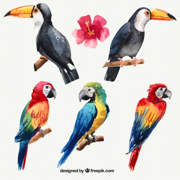 626x626 Toucan Vectors, Photos And Psd Files Free Download