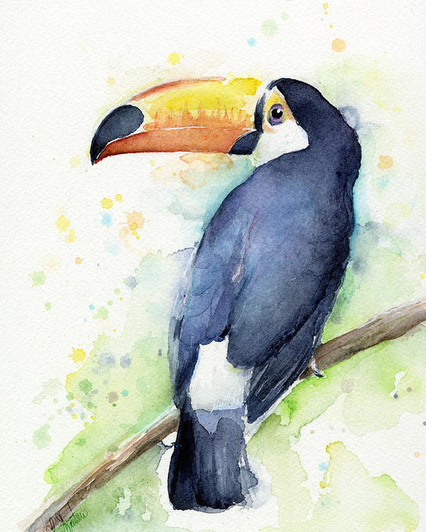 599x749 Toucan Watercolor Poster By Olga Shvartsur