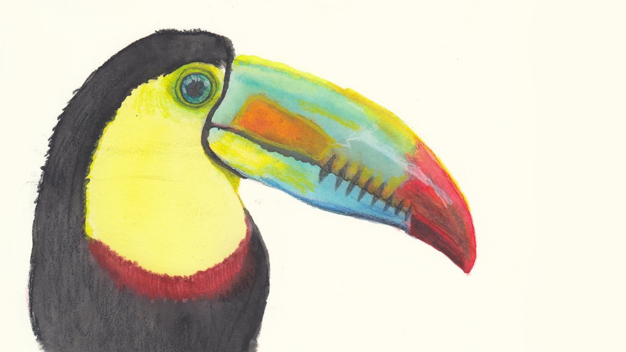 1280x720 Watercolor Speed Painting A Toucan Bird