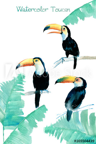 334x500 Watercolor Toucan
