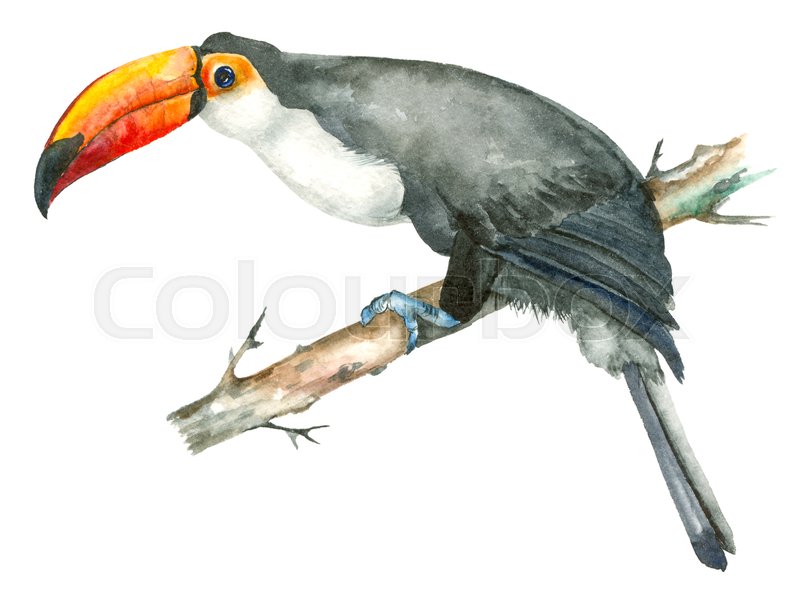 800x603 Watercolor Toucan Isolated On White Background. Tropical Bird