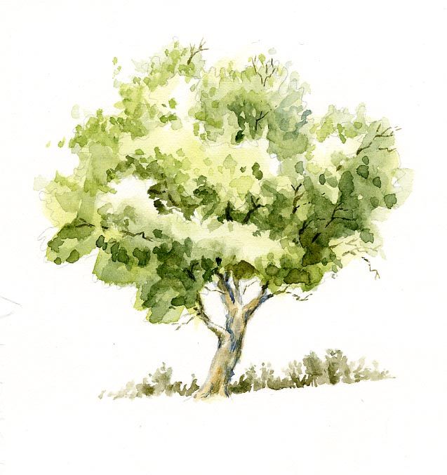 637x677 Watercolor Trees Sweet Nature Watercolor Tree Sketch Pen And
