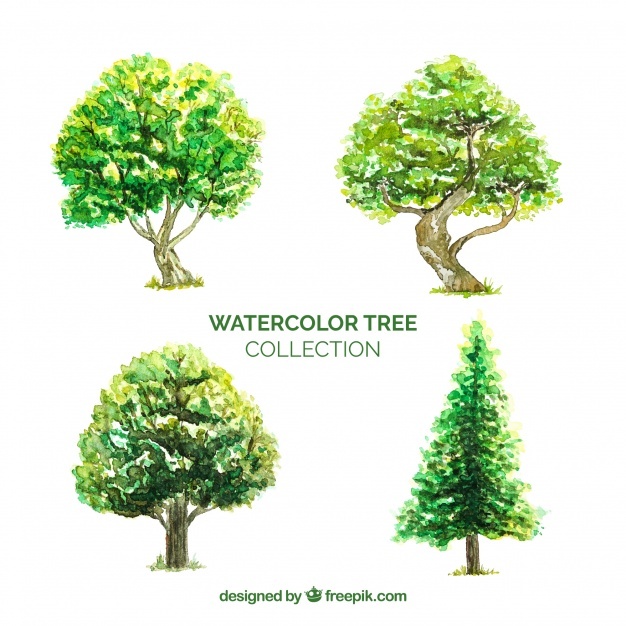 626x626 Watercolor Tree Vectors, Photos And Psd Files Free Download