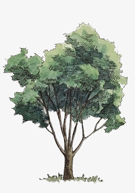 454x650 Watercolor Trees, Watercolor Clipart, Watercolor, Green Png Image