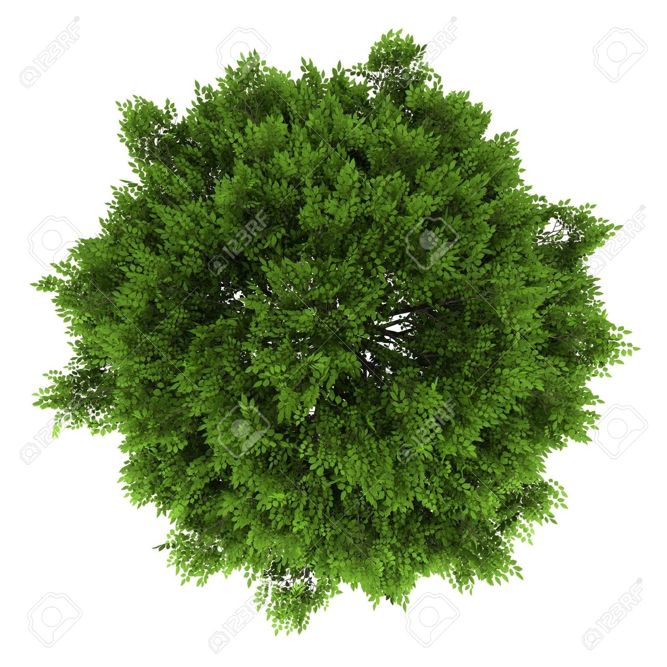 1300x1300 Tree Png Top View Transparent Tree Top View.png Images. Pluspng