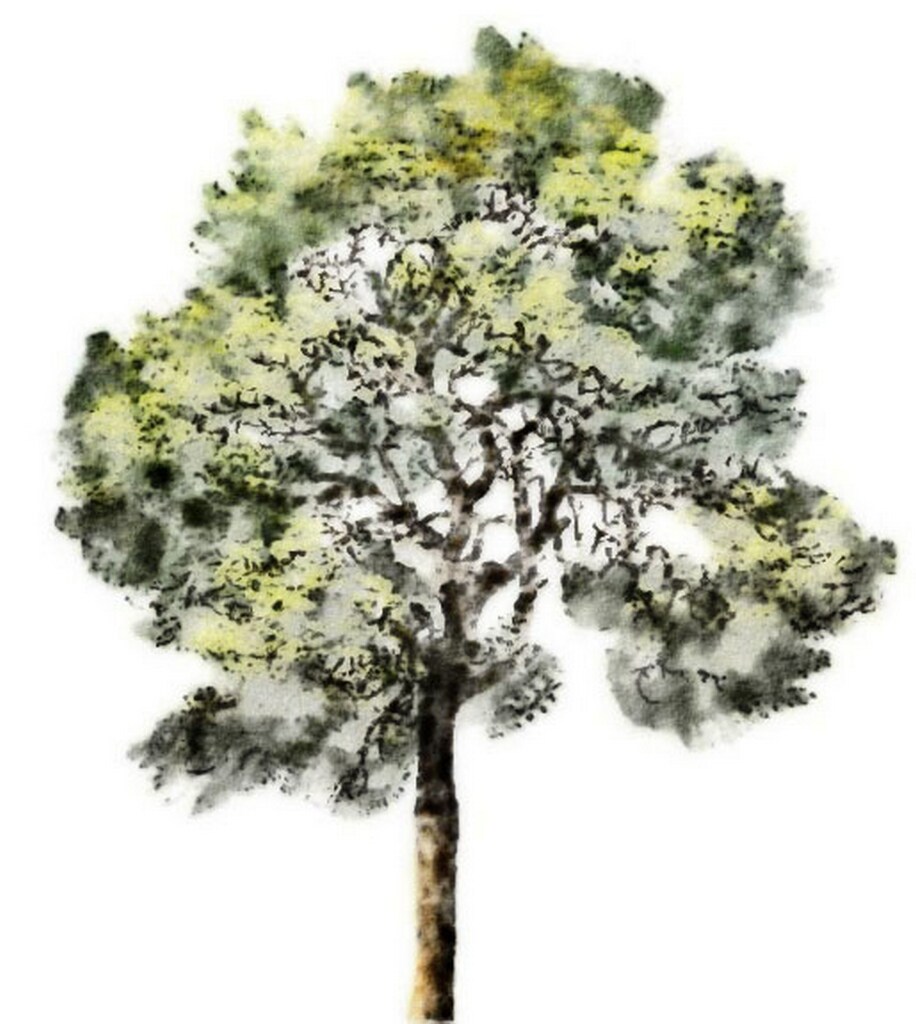 916x1024 Tree Rendered Elevations