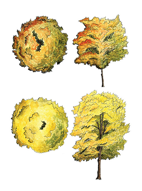 500x670 Watercolor Trees