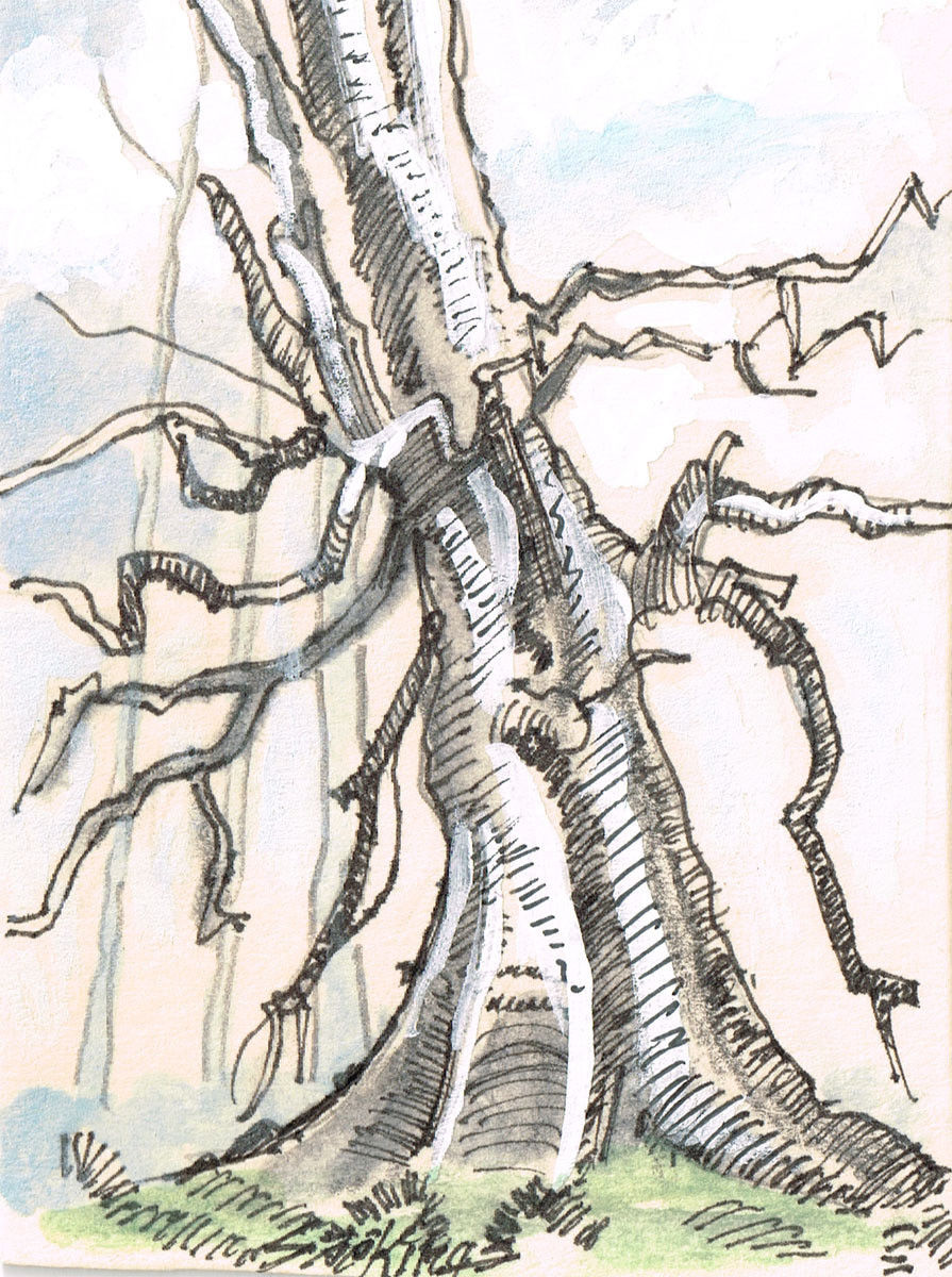 895x1200 Original Aceo Pen And Inkwatercolor Drawing Of A Tree Trunk