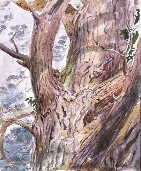 493x600 Study Of A Tree Trunk Potter, Beatrix Vampa Search The Collections