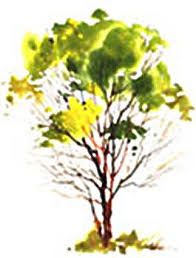 196x258 The Painted Prism 5 Watercolor Techniques For Trees Trees