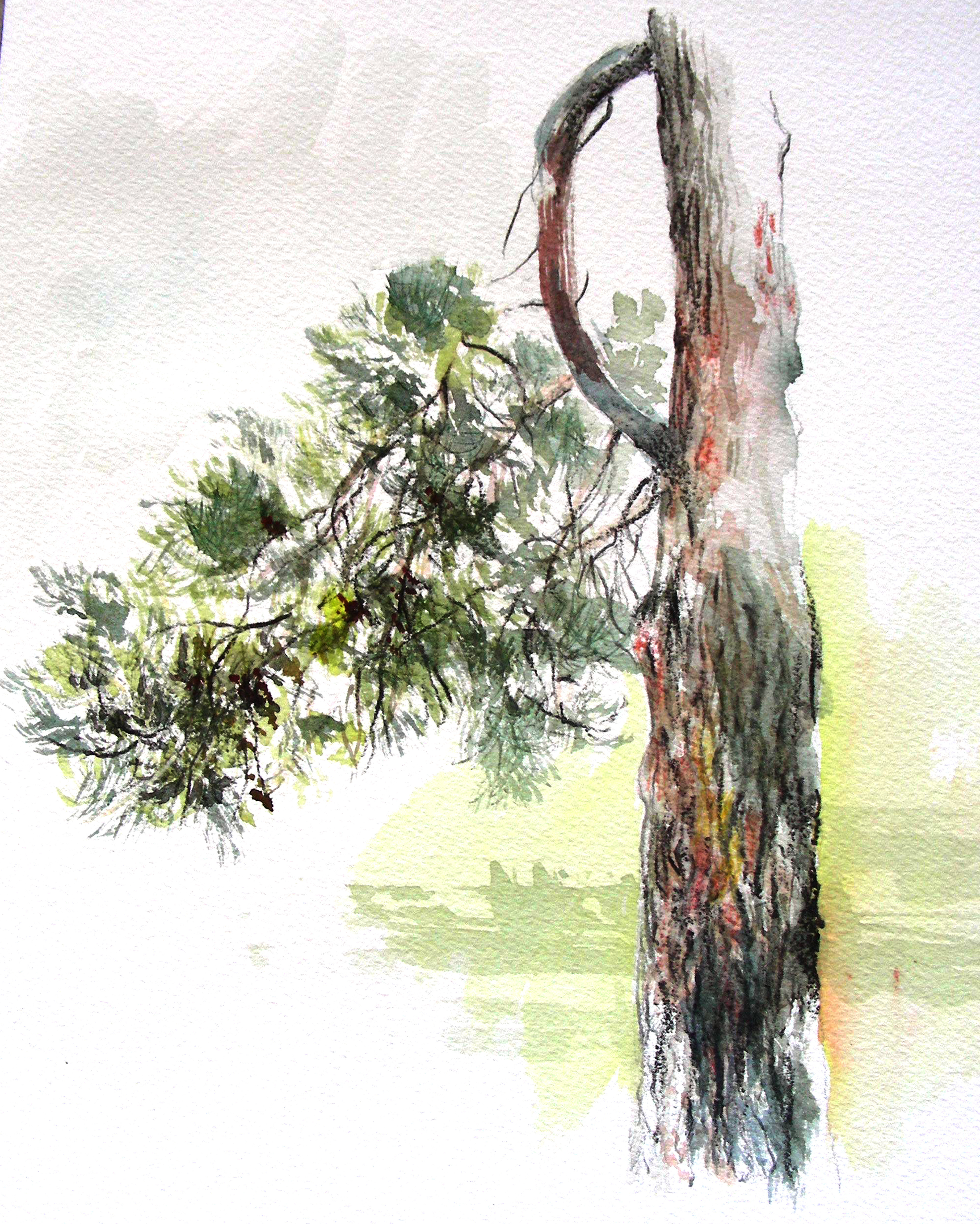 4000x4996 Dry Brush Watercolor Study Of A Pine Tree In Star Harbor, Texas