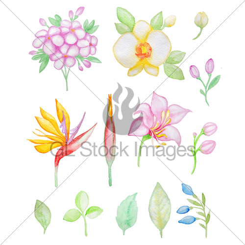 500x500 Watercolor Tropical Flowers And Leaves Gl Stock Images