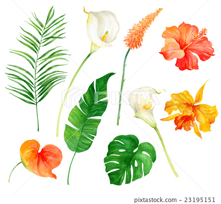 450x416 Water Color, Watercolor, Tropical Flower