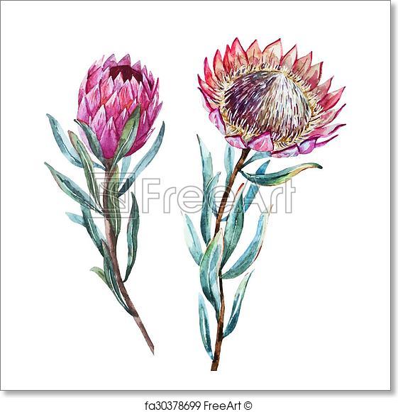 561x581 Free Art Print Of Watercolor Tropical Flower Protea. Beautiful
