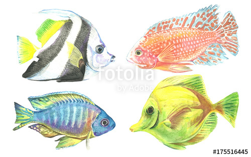 500x313 Watercolor Collection Of Tropical Fish. Aquarium Inhabitants