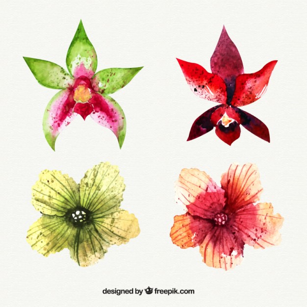 626x626 Set Of Watercolor Tropical Flowers Vector Free Download