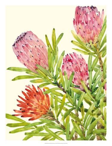 375x488 Watercolor Tropical Flowers I Giclee Print By Tim Otoole