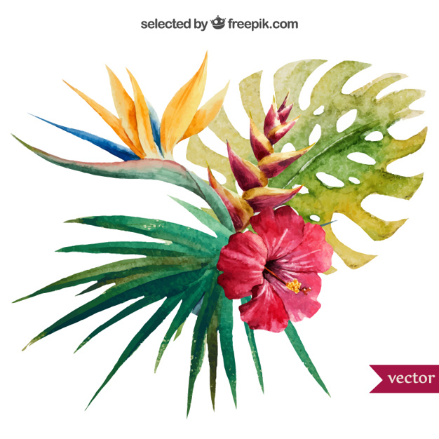 626x626 Watercolor Tropical Plant Vector Free Download