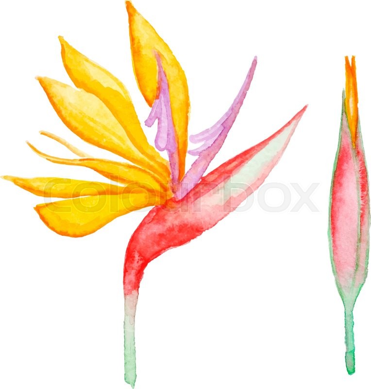 764x800 Watercolor Yellow Tropical Flower, Vector Illustration Stock
