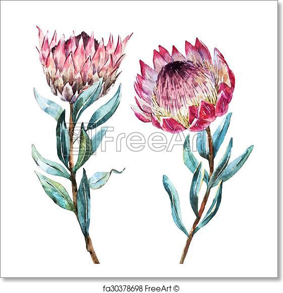 561x581 Free Art Print Of Watercolor Tropical Flower Protea. Beautiful