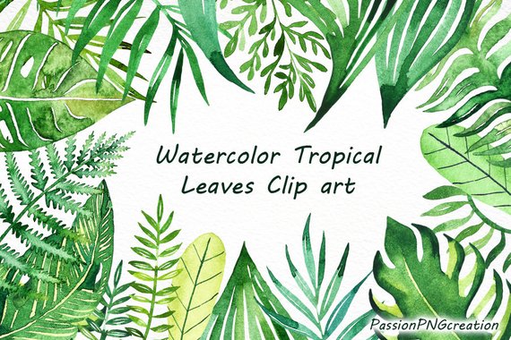570x380 Watercolor Tropical Leaves Clip Art Handpainted Clipart Png Etsy