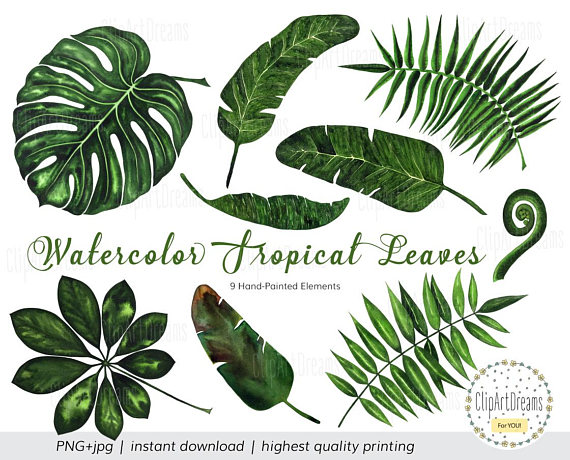 570x460 Tropical Leaf Clipart, Tropical Leaves Watercolor Clipart
