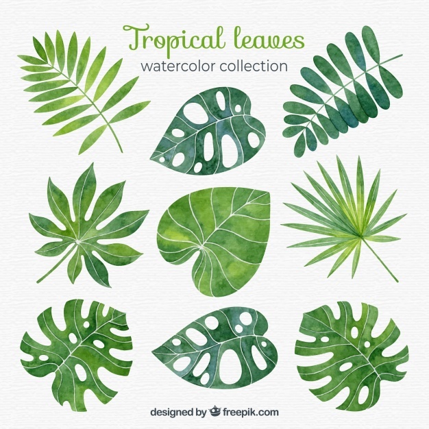 626x626 Tropical Leaves Vectors, Photos And Psd Files Free Download