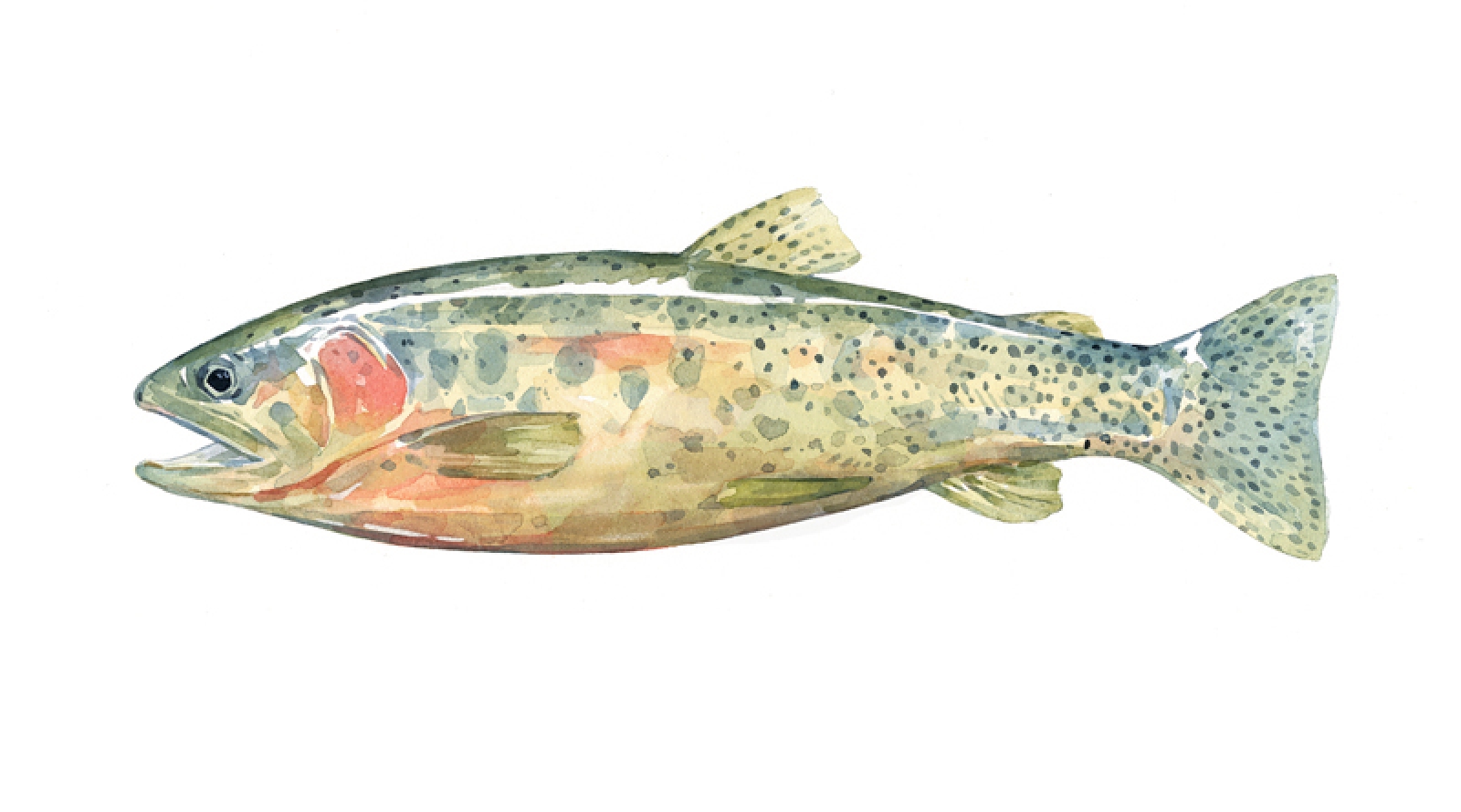 1600x890 Cutthroat Trout Print Watercolor Painting David Scheirer Watercolors
