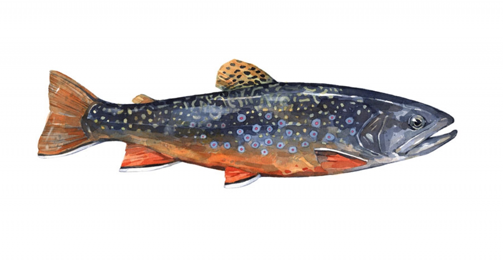 1600x827 Dark Brook Trout Print Watercolor Painting David Scheirer