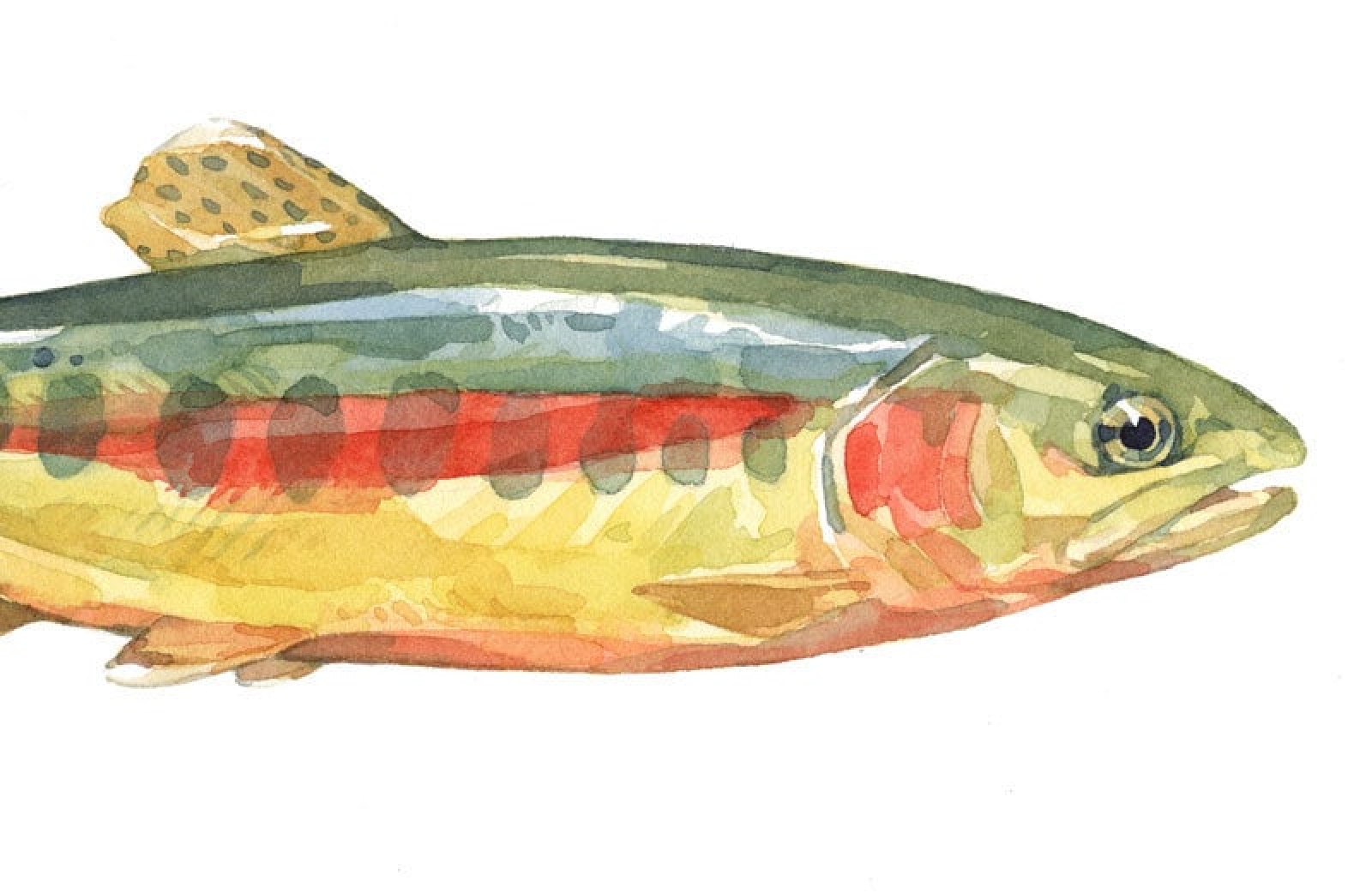 1600x1042 Golden Trout Watercolor Print David Scheirer Watercolors