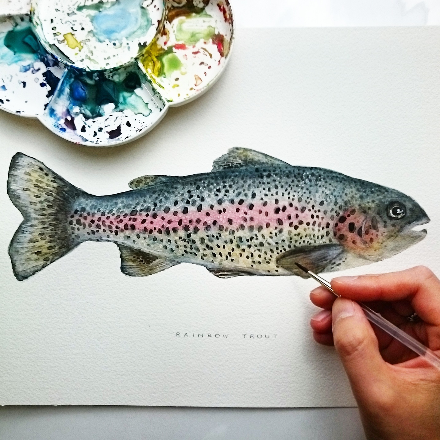 1434x1434 Rainbow Trout Watercolor On Behance
