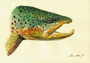 300x210 Trout Watercolor Painting Painting By Juan Bosco
