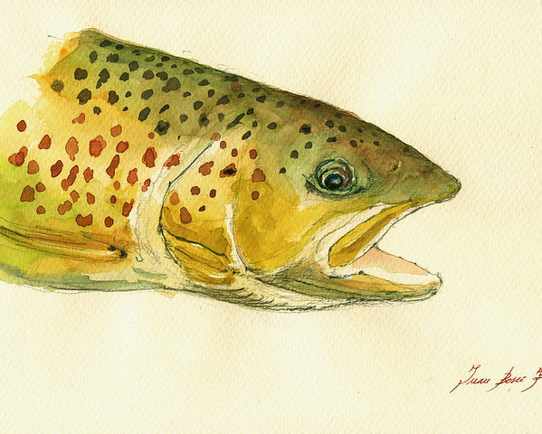599x480 Trout Watercolor Painting Poster By Juan Bosco