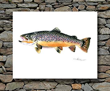 355x296 Brown Trout Watercolor Art Print Signed By Artist Dj