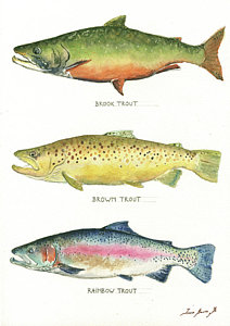 212x300 Trout Watercolor Paintings Fine Art America