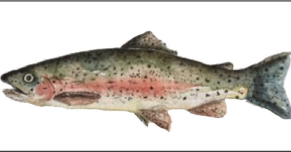 600x314 Watercolor Pen Amp Ink Trout Plan Your Own Night!