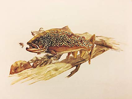 425x319 Brown Trout Watercolor Painting Print Wall For