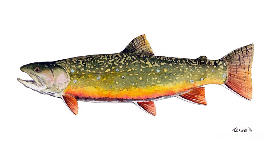 900x490 Brook Trout Watercolor Painting Painting By Trevor Lewis