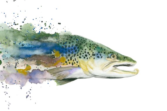 570x380 Brown Trout Watercolor Print Etsy